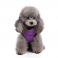 Zimní bunda pro psa se zapínáním na zádech fialová
